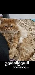  5 Persian Cat