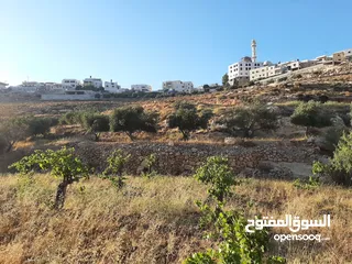  1 دونم ارض للبيع مراح رباح كوشان طابو