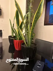  2 Indoor plant or snake plants