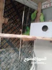  18 ببغات دره هندي