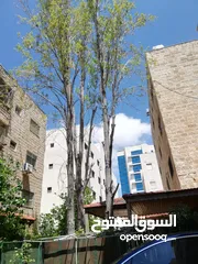  2 تنسيق الحدائق وشجر الجولدستار وقص الاشجار وتقليم الاشجار وتقطيع الاشجار وتنظيف الحدائق