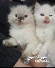  1 قطط همالايا