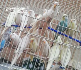  8 طيور حب انتاج محمية منزل بصحة ممتازه