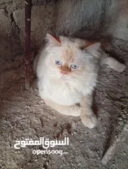  15 متوفر لدينا قطاط شرزي