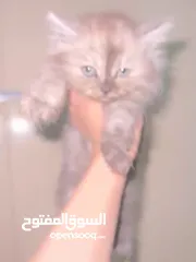  15 قطط شانشيلا عمرهم شهرين للبيع ب قطط شانشيلا عمرهم شهرين للبيع ب 25 الواحده 25 الواحده