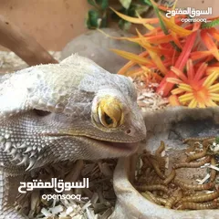  8 يرقات دود القبابي حي ميلوورم mealworm غذاء ممتاز بروتين حيواني لا يسبب التشحيم للطيور والاسمام