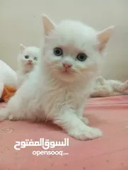  4 قطط صغيرة شيرازي بيور
