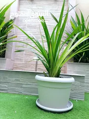  2 Pandanus Veitchii