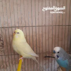  9 طيور حب للبيع سعر الجوز 15دينار مع قفص والمعالفه وبياضاه . طيور حب انجليزي