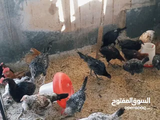  4 العمر من ثلاثه أشهر ولغايه سته أشهر