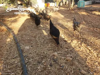  6 فرخات دجاج بلدي للبيع