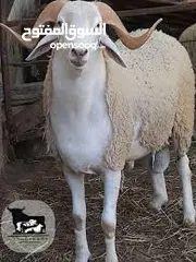  1 خدمة ذبح داخل عمان