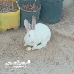  4 جوز ارانب هجين الماني