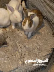  4 ارانب بلدي وفرنسيي