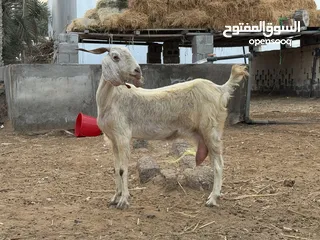  2 عنز حليب ماشاءالله