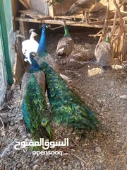  4 طاوؤس هندي