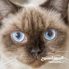  25 قطط للبيع بيور pure cats for sell