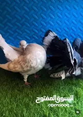  8 للبيع حمام مستوى طيب