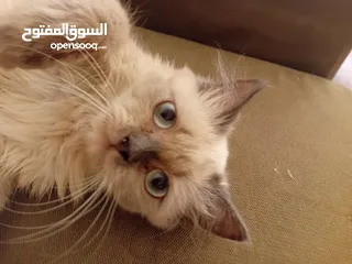  1 أنثى هيمالايا بصحة جيدة جدا للييع بسعري معري بلون عينين ازرق وفراء ناعم