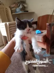  4 قطط للبيع صغيره