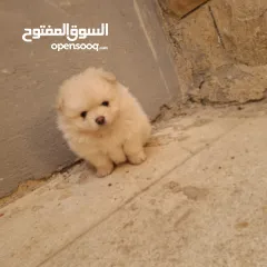  4 بوميريان للبيع