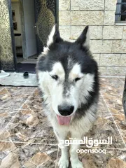  3 كلاب هاسكي للبيع