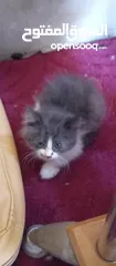  1 قطط صغيره للبيع