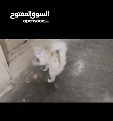  2 للبيع ذكر قط أليف