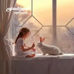  13 ارنب  ارنوب  فرنسي ابيض صغير نظيف