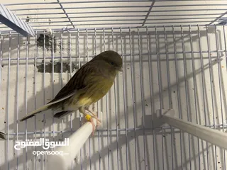  1 Female Iranian canary