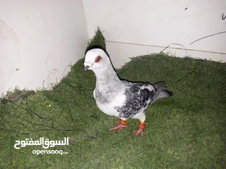  15 حمام كش للبيع كوم