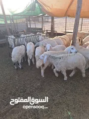  2 للبيع طليان ورخال حرية وتيوس وجفار عواض للمناسبات