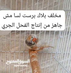  10 جوز وذكر جنة جامبو وذكر هوجو