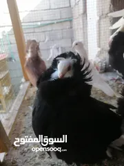  3 حمام جاكوبين للبيع