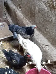  3 وز وبط للبيع بصلاتو علا نبي اقرا الوصف