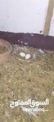  5 حمام  هزاز ابيض