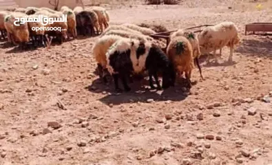  11 نبدأ بصلاة عل رسول الله - عرووووض  -عرووووض عروووض-  بمناسبة عيد الاضحى المبارك