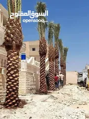  22 مؤسسة ومشاتل رويد لتنسيق الحدائق