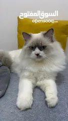  3 Himalayan cat pure