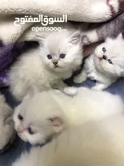  5 هملايا مكس شانشيلا ذكر وانثى