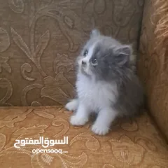  3 تواصل واتساب " قطط بيرشن وهملايا "