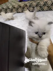  4 قطط هملايا سلفر العدد 3 نثيه واحده فقط والباقي ذكر الوصف مهم