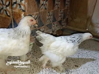  3 دجاج براهما وبط كوبرى للبيع