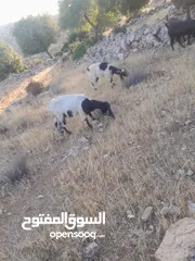  2 عنزتين سن جمع نضيف سوبر السوبر