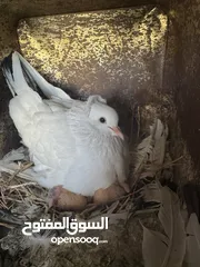  2 حمام قفقازي