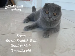  13 Elite Scottish Fold Breeds