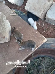  1 ارانب بلدي شغال 100 ٪ للبيع