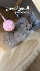  1 Kittens
