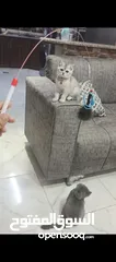  3 قطط سكوتش سلفر شيدد وسكني