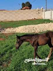  1 مهر العمر 93 يوم